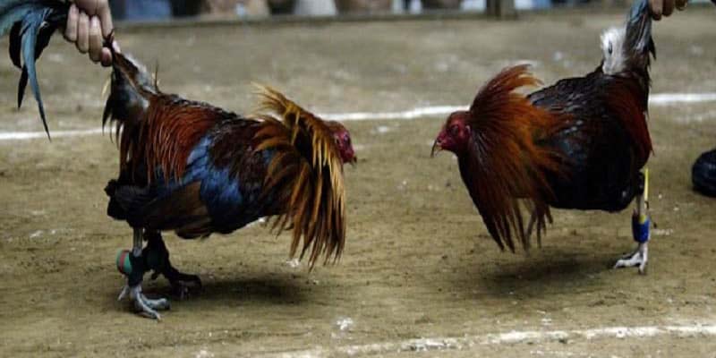 Chia sẻ các bí quyết làm giàu tại sảnh chọi kê WS168