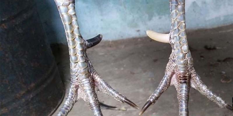 Đặc điểm của vảy gà chọi độc mà mọi người nên biết