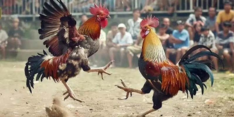 Thế gà đá xạ được hiểu là đòn đánh như thế nào?