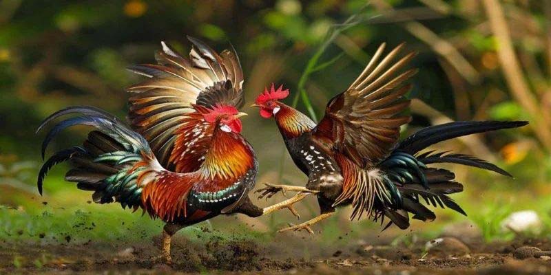 Giới thiệu chung về sảnh đá gà WS168 58WIN