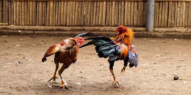 Hướng dẫn chọn chiến kê có thế đá xạ để đặt cược