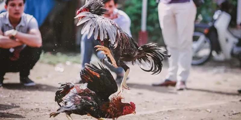 Những ưu điểm hấp dẫn khi tham gia sảnh chọi kê WS168